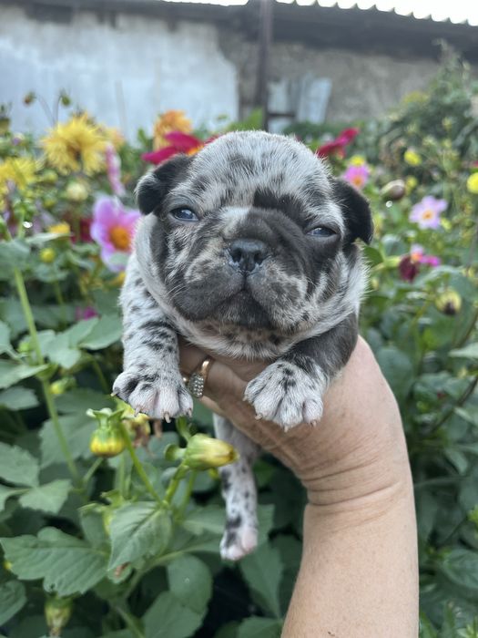 Щенки французского бульдога