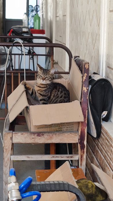 Пропал кот, возраст 10 месяцев, Имя Эйнштейн, хорошо знает свое имя