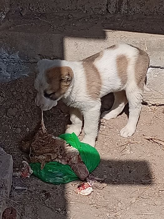 Alabay it bolasi sotiladi qiz 50 kunlik chempioni itdi bolasi