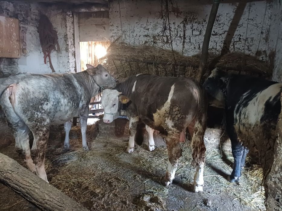 Vând trei viței frumoși