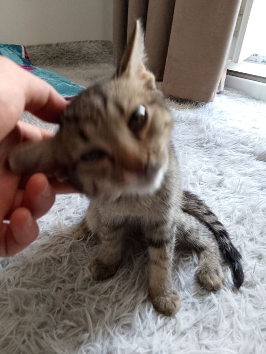 :D Тегін мысық алыңыз! / Отдам кошкy даром!
