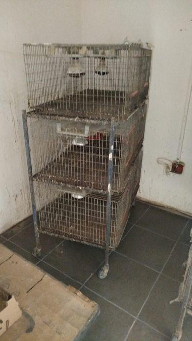 Modul cusca/ maternitate pui de o zi