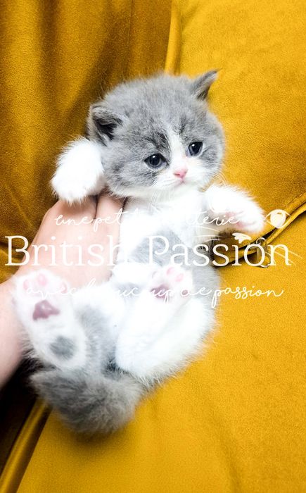 British Shorthair femela pedigree
