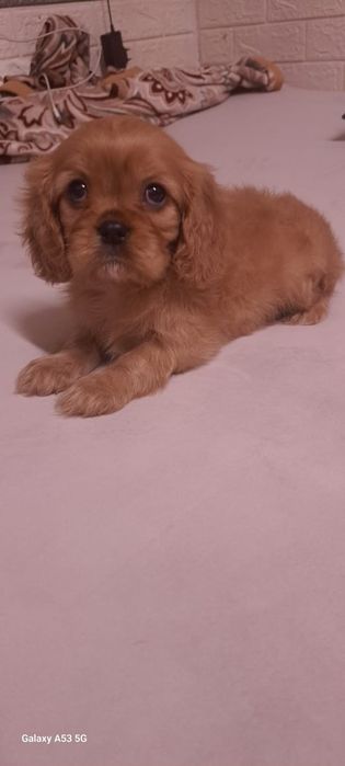 Кавалеры рубинового окраса