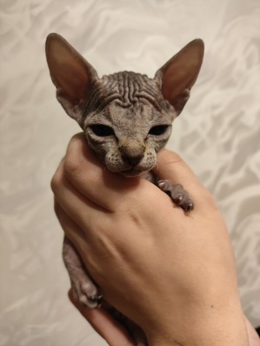 Канадский сфинкс