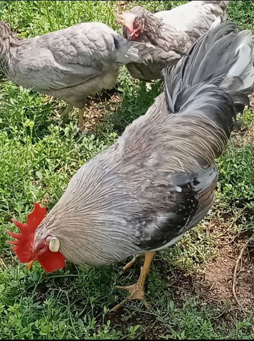 Легорн Далматин, Изабэлла, Парселан Тухум ва жужалари бор
