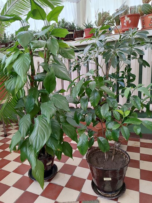 Цветы для дома и офисов.