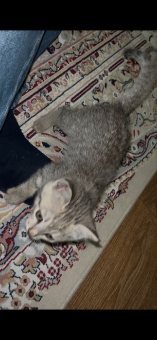 котенок 2-3 месеца