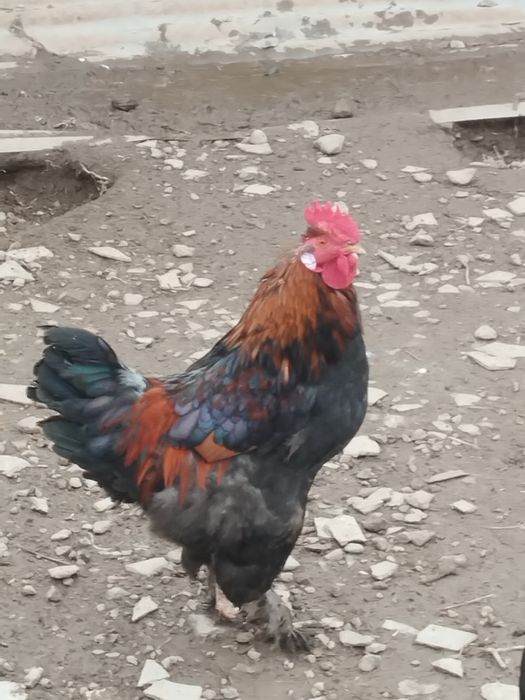 Петухи 100. 000 сум