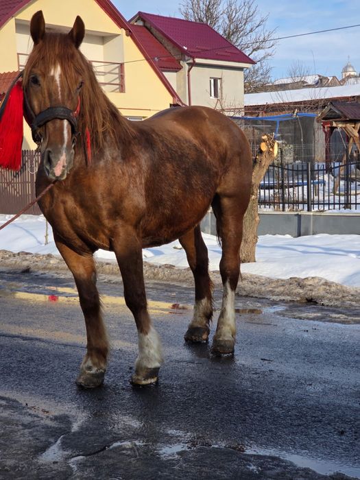 Vând iapă de 7 ani