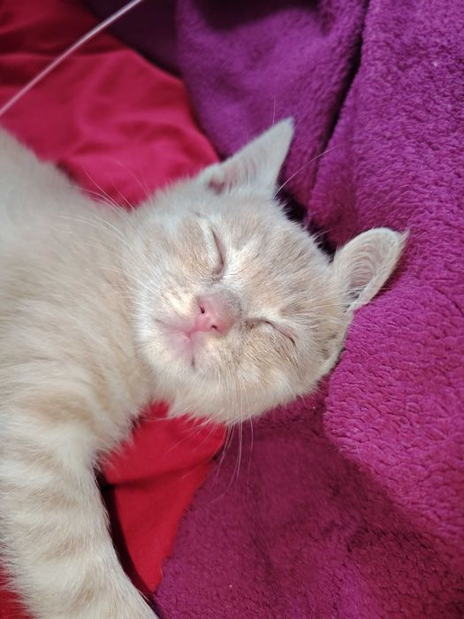 Отдам котёнка в добрые руки