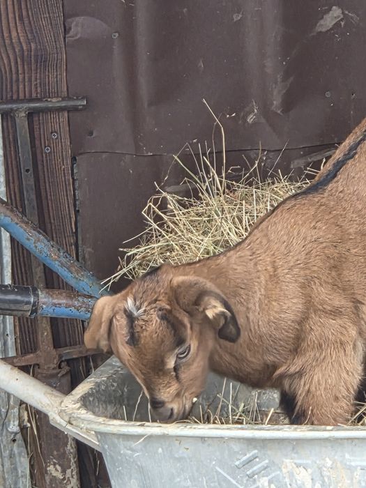 Vand iezi anglonubieni