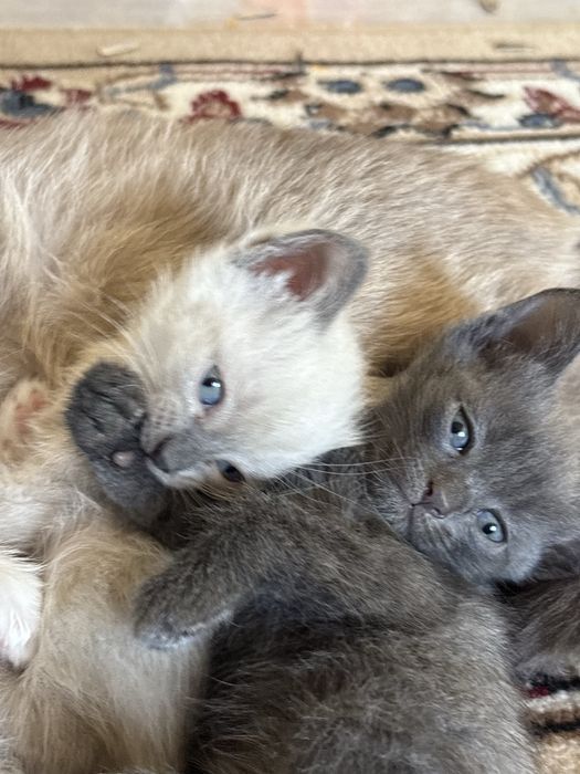 Отдам котят бесплатно!