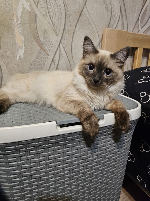 Отдам котёнка девочку в добрые руки