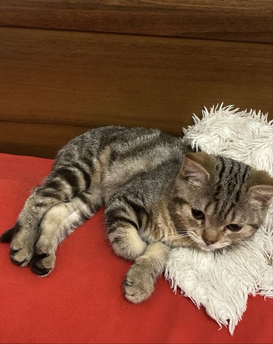 Шотландская киса.