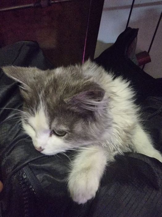 Отдам даром котёнка