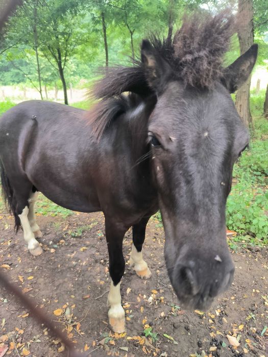 Mascul ponei tânăr de vânzare sau schimb cu o femela