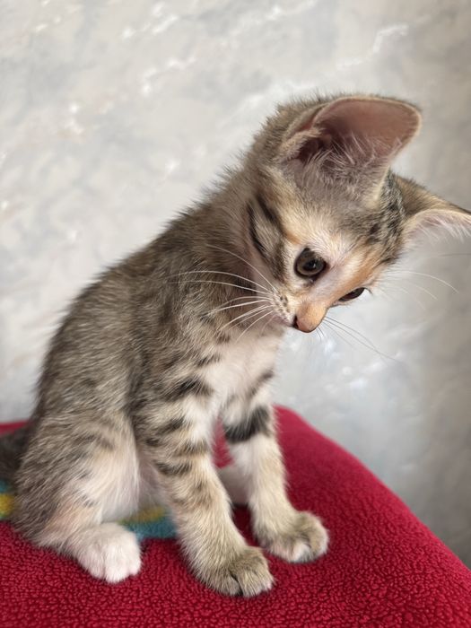 Мушукчалар Термизда