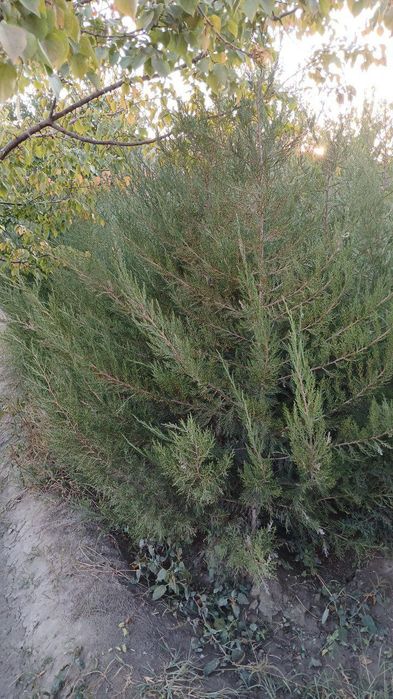 Mojevelnik archa ko'chati