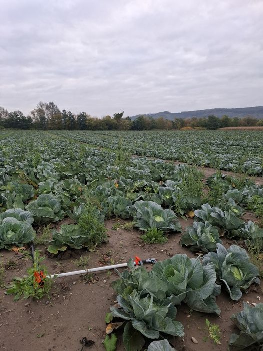 Varza plata cu frunza subtire