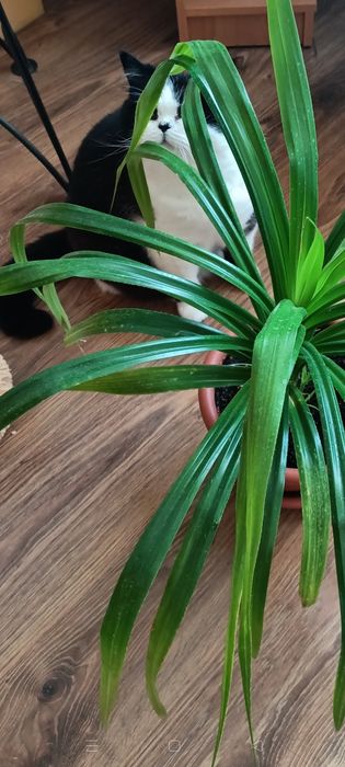 Продам комнатные цветы