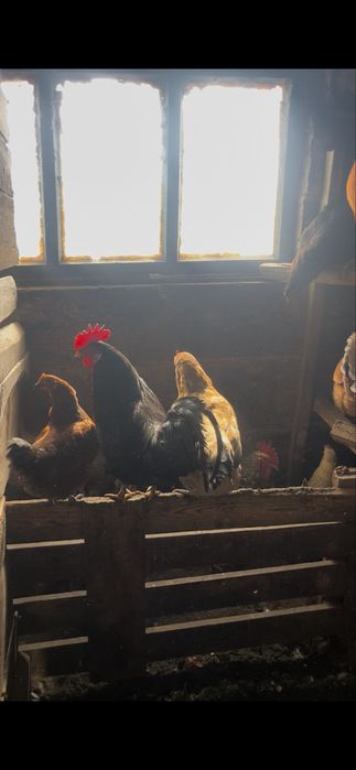 Продам курей молодняк!