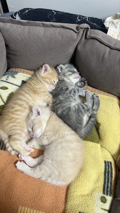 Продам шотладских котят