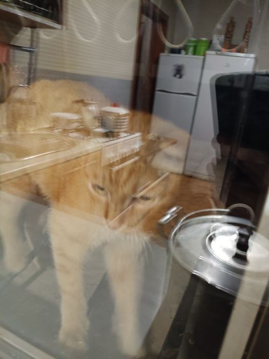 Нашелся рыжий кот