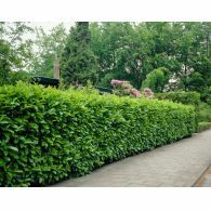 Laur Englezesc (Gard Viu )