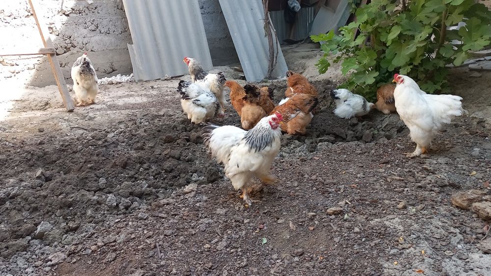 Tovuq sotamiz burama