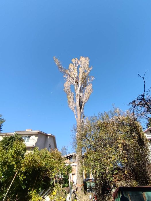 Рязане и кастене на дървета