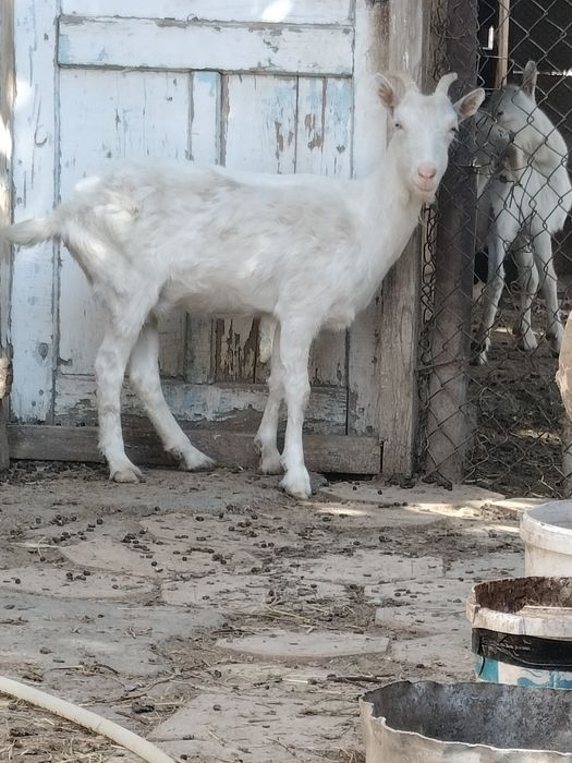 Шібіш занен ешкі