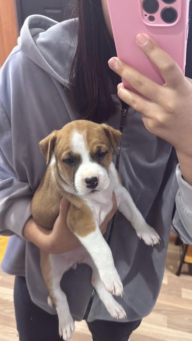 Продам щенков Порода Пит-бультерьер.