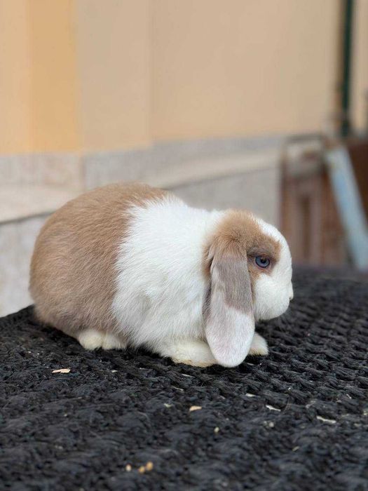 кроллик minilop siplit