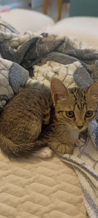 В добрые руки котенок