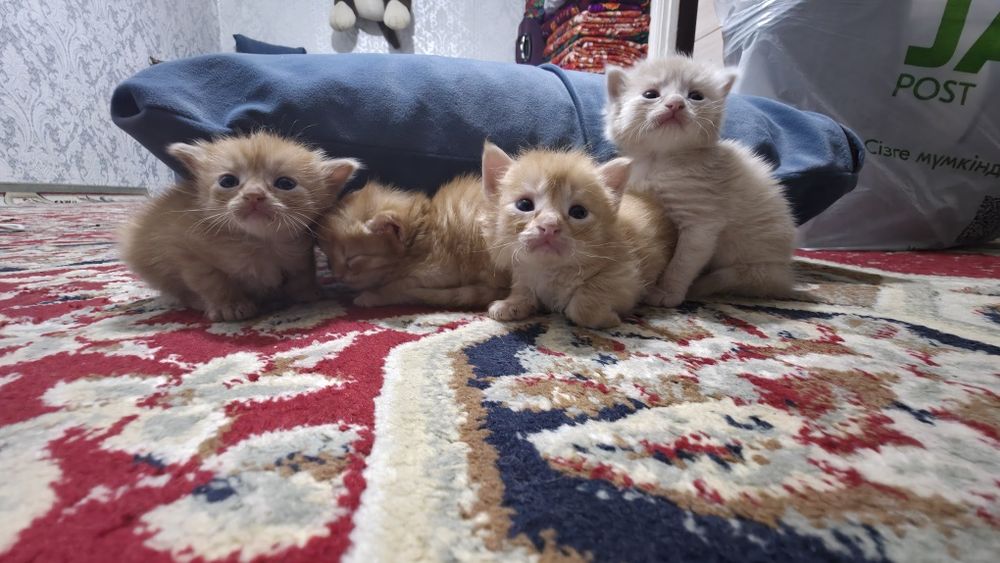 В добрые руки . Девочка рыжий