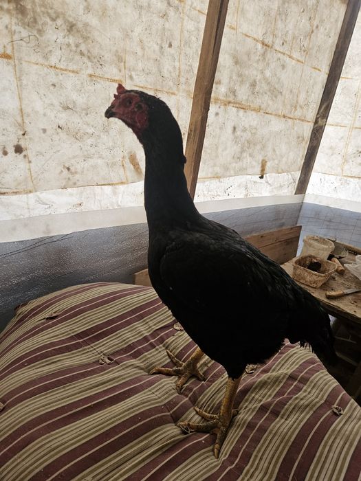 Продам бойцовский петуха бойцовский курицы