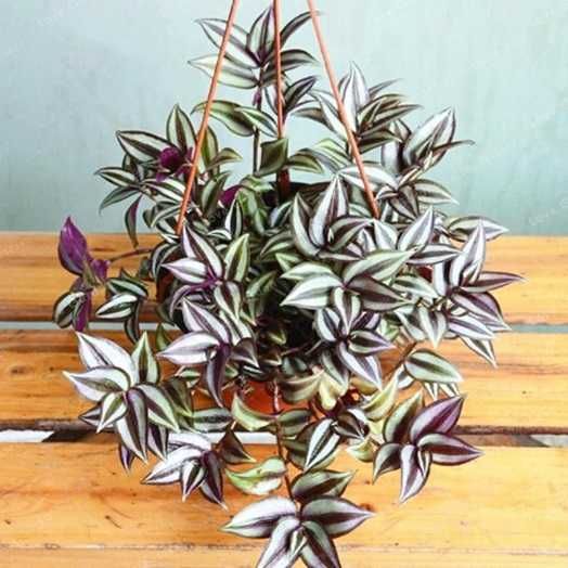 Комнатные цветы по 500 тг