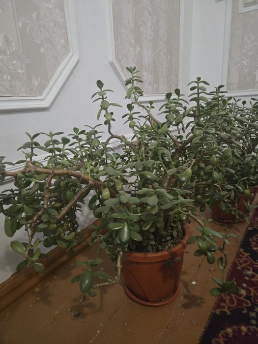 Цветы продаётся 2шт трех лет