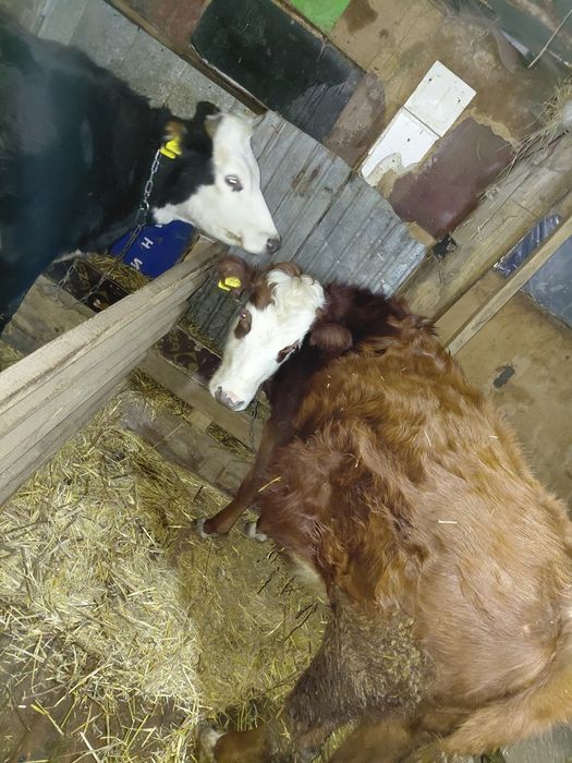 Сиыр, корова, крс