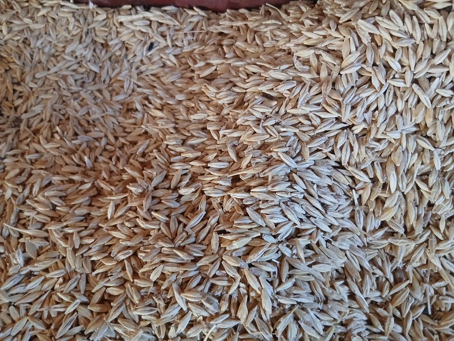 Orzoaica primavara 1,5 lei kg