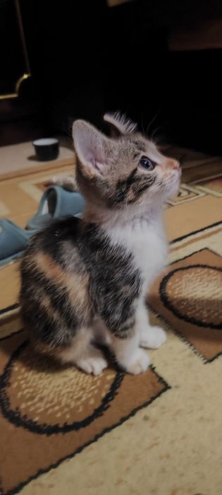 Отдам даром котенка
