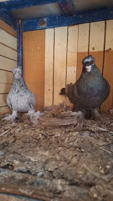 Голуби с игровых крови но пот сеткой сидя плот хорошый