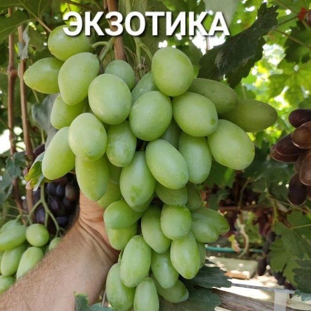 УЗУМ Аватар ламбаржини хелойин алвика велика сакура американски блек