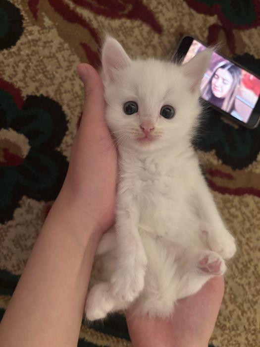 Отдам в добрые руки котят