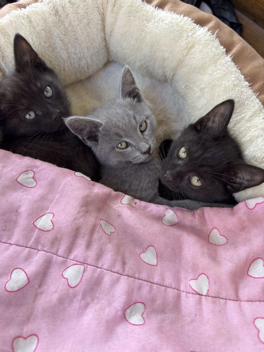 Котята отдам в любящие семьи
