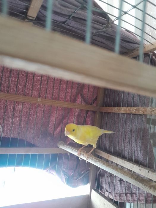 Продаю Конареек.