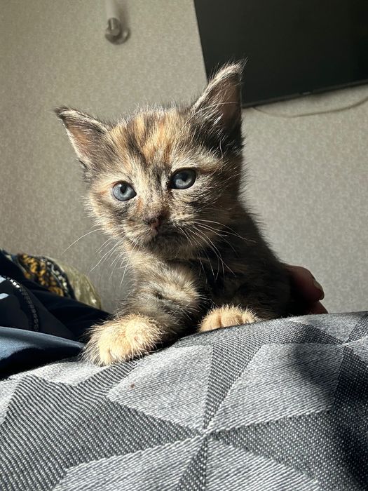 Отдам замечательных котят в добрые руки