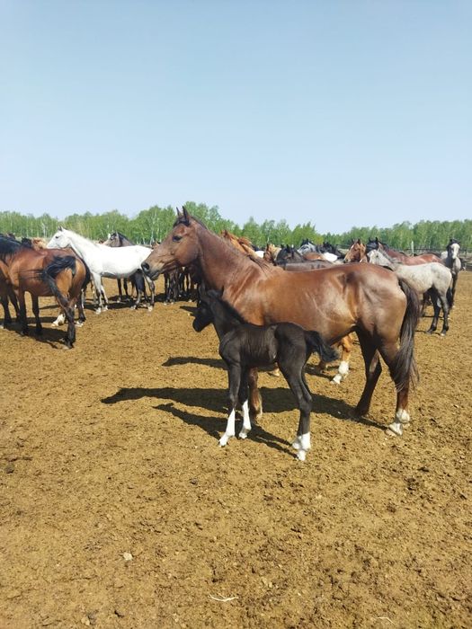 Продаётся жеребец