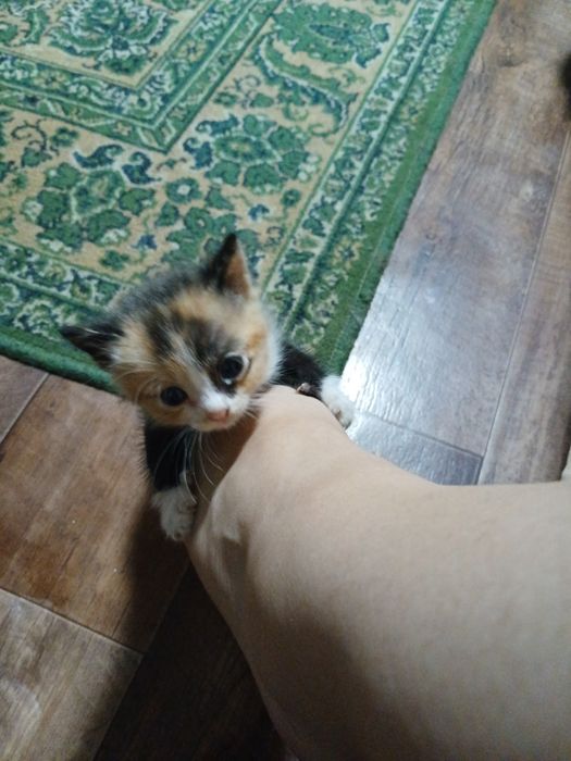 Отдам котят в добрые руки